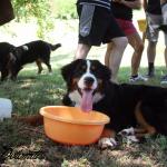 12 LUGLIO 2015, secondo raduno delle PICCOLE DOLOMITI. Un momento piacevole per riabbracciare i nostri cuccioli e confrontarci con Veterinari oltre che trascorrere una giornata insieme!