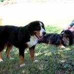 12 LUGLIO 2015, secondo raduno delle PICCOLE DOLOMITI. Un momento piacevole per riabbracciare i nostri cuccioli e confrontarci con Veterinari oltre che trascorrere una giornata insieme!