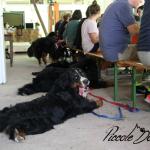 12 LUGLIO 2015, secondo raduno delle PICCOLE DOLOMITI. Un momento piacevole per riabbracciare i nostri cuccioli e confrontarci con Veterinari oltre che trascorrere una giornata insieme!