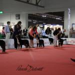 Raduno Esposizione Mondiale ed Esposizione Mondiale Canina MILANO 2015