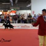 Raduno Esposizione Mondiale ed Esposizione Mondiale Canina MILANO 2015