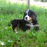  Multi Ch. Mia del Sacro Fiume (HD A  ED 0) X Multi Ch. Arcan Iago (HD A  ED 1) 