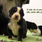 Multi Ch. Mia del sacro fiume (HD B  ED 0) X From Wonderland rasos perlai (HD A  ED 0)