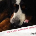 Multi Ch. Mia del sacro fiume (HD B  ED 0) X From Wonderland rasos perlai (HD A  ED 0)