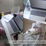 coniglietta curiosa