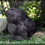 Le nostre galline di razza Moroseta con barba