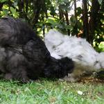 Le nostre galline di razza Moroseta con barba